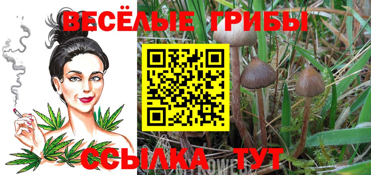 Галлюциногенные грибы прущие грибы  Вход с VPN  Кизилюрт 